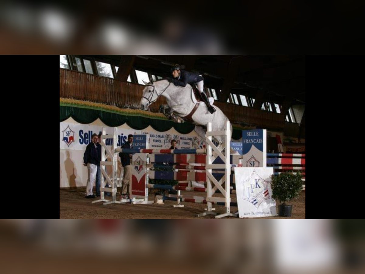 Selle Français Jument 13 Ans 170 cm Gris moucheté in Ancône