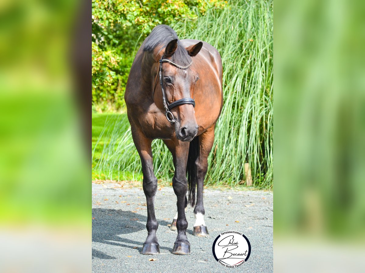 Selle Français Jument 13 Ans 172 cm Bai brun foncé in Saint-Lô