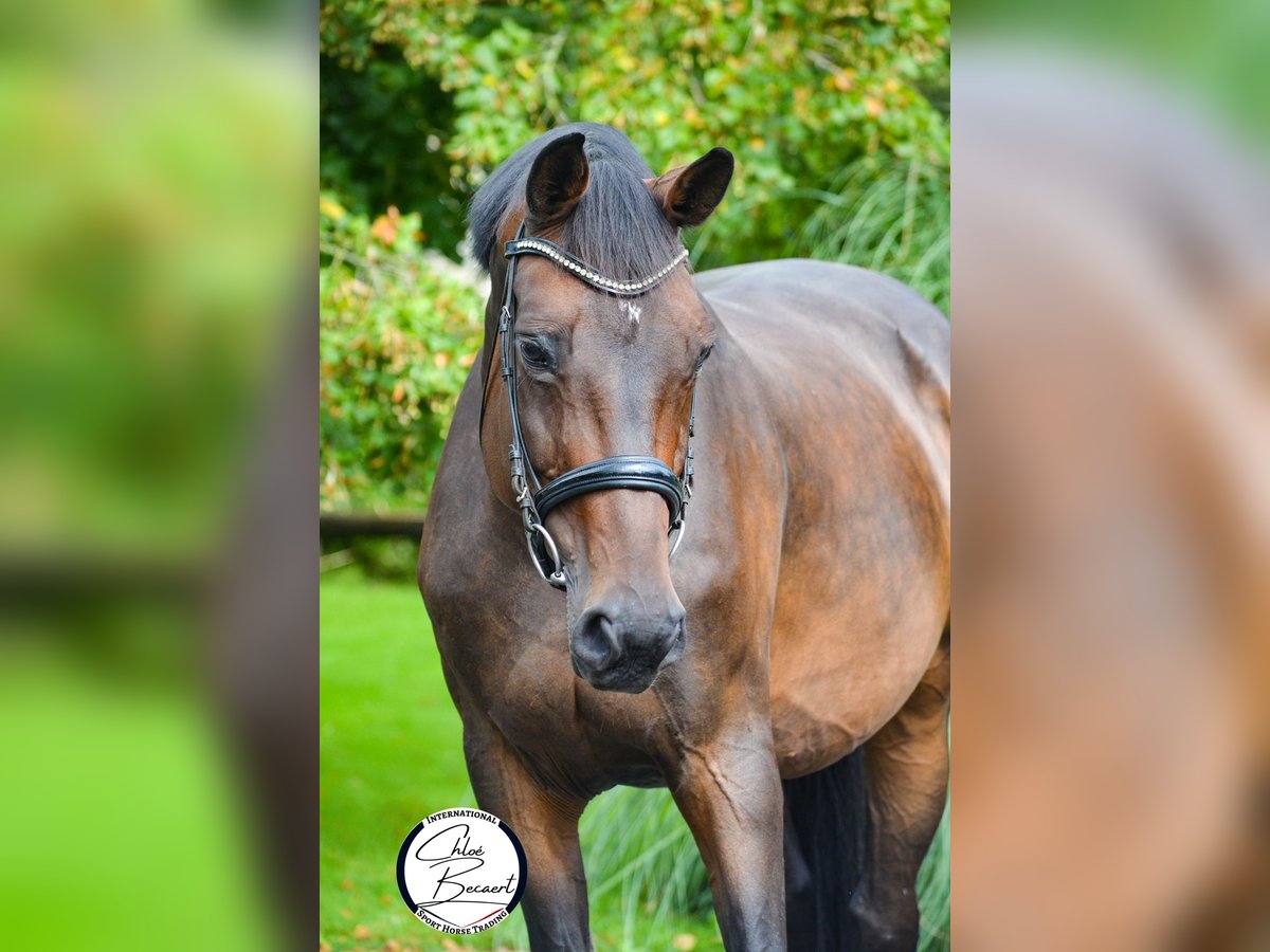 Selle Français Jument 13 Ans 174 cm Bai brun foncé in Saint-Lô