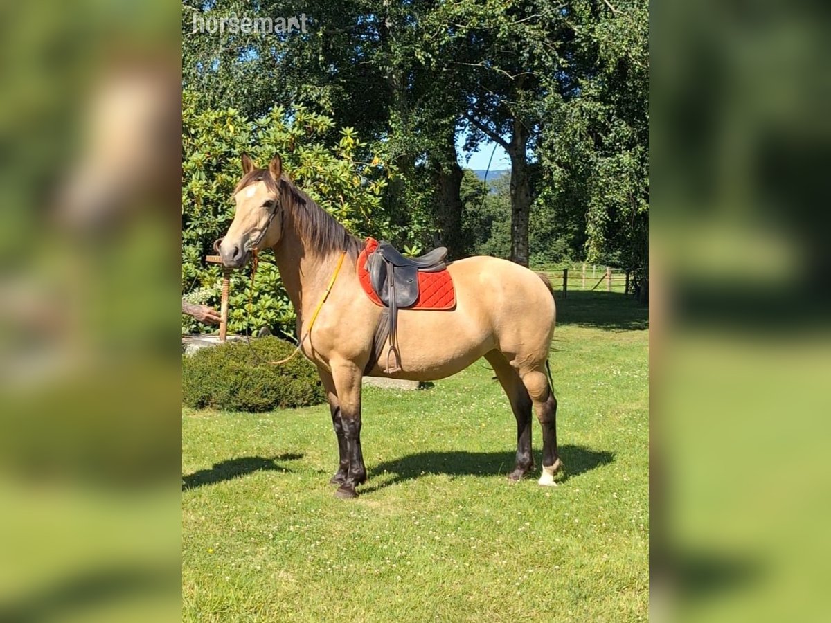 Selle Français Jument 15 Ans 160 cm Isabelle in Normandie