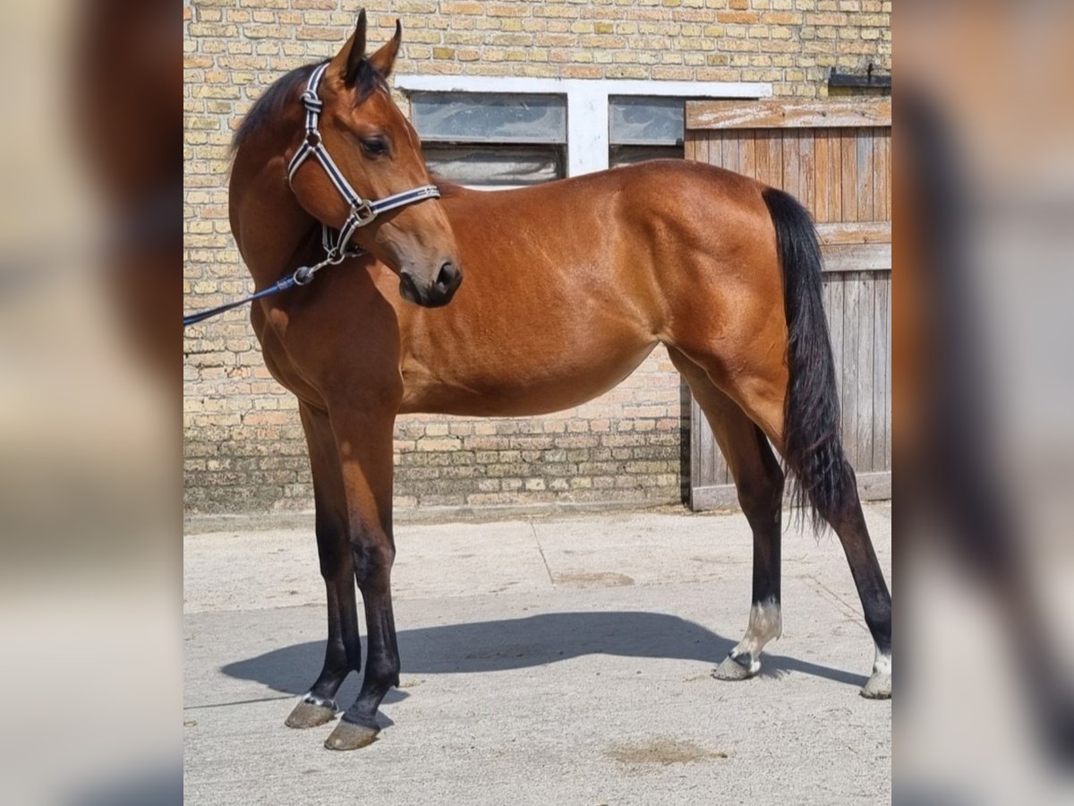 Selle Français Jument 1 Année 162 cm Bai in Ghyvelde