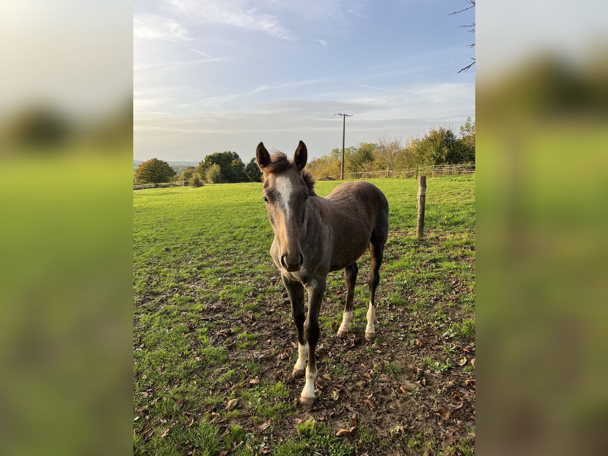 Selle Français Jument 1 Année Gris in Saint Benin d&#39;Azy