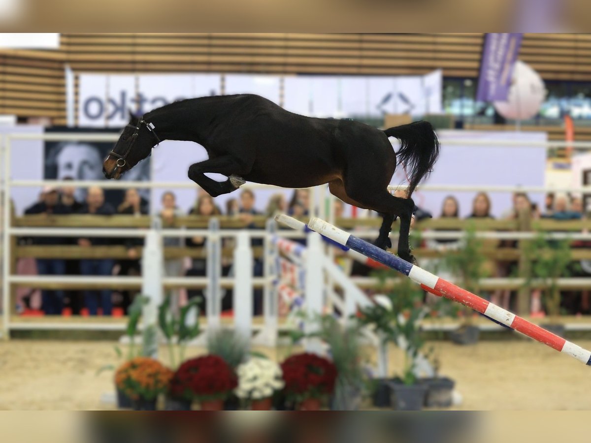 Selle Français Jument 3 Ans 163 cm Bai brun foncé in SANDAUCOURT