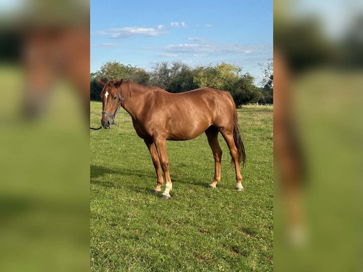 Selle Français Jument 3 Ans 164 cm Alezan cuivré in Quincey