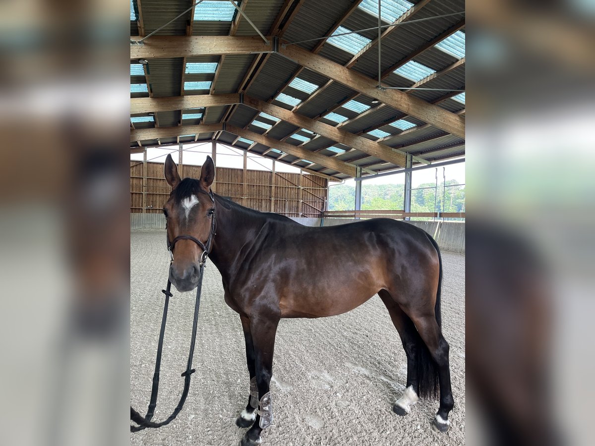 Selle Français Jument 4 Ans 162 cm Bai brun in Merkwiller-Pechelbronn