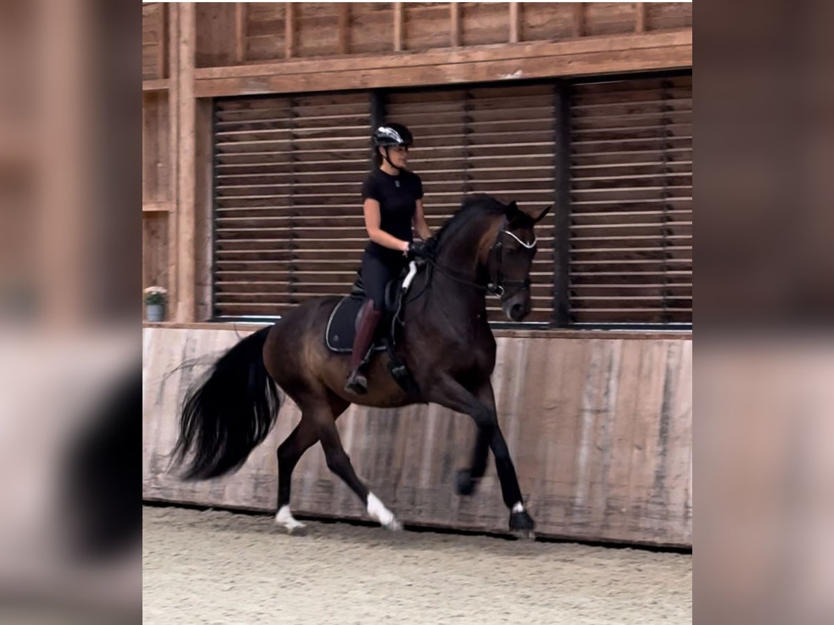 Selle Français Jument 4 Ans 165 cm Bai in Petit-Mars