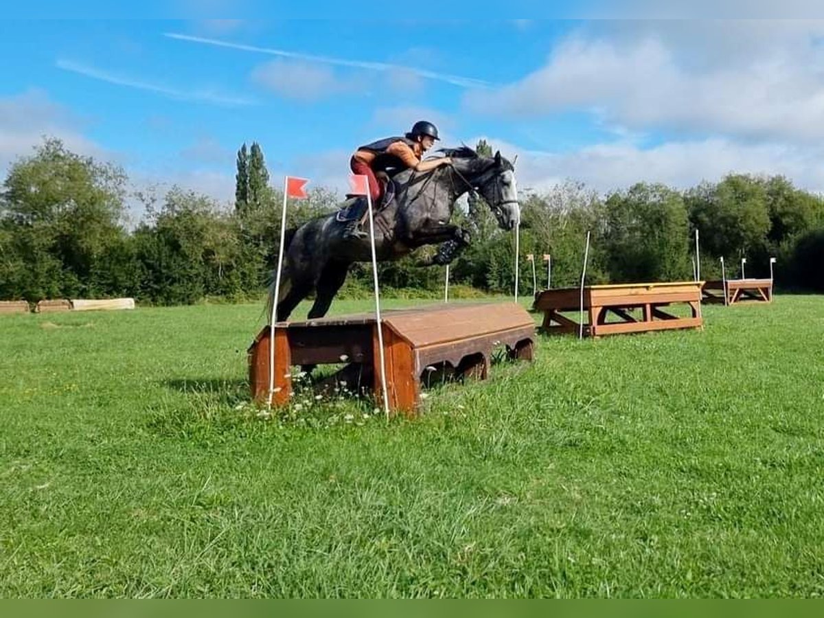 Selle Français Jument 4 Ans 165 cm Gris in Moisdon-la-Riviere