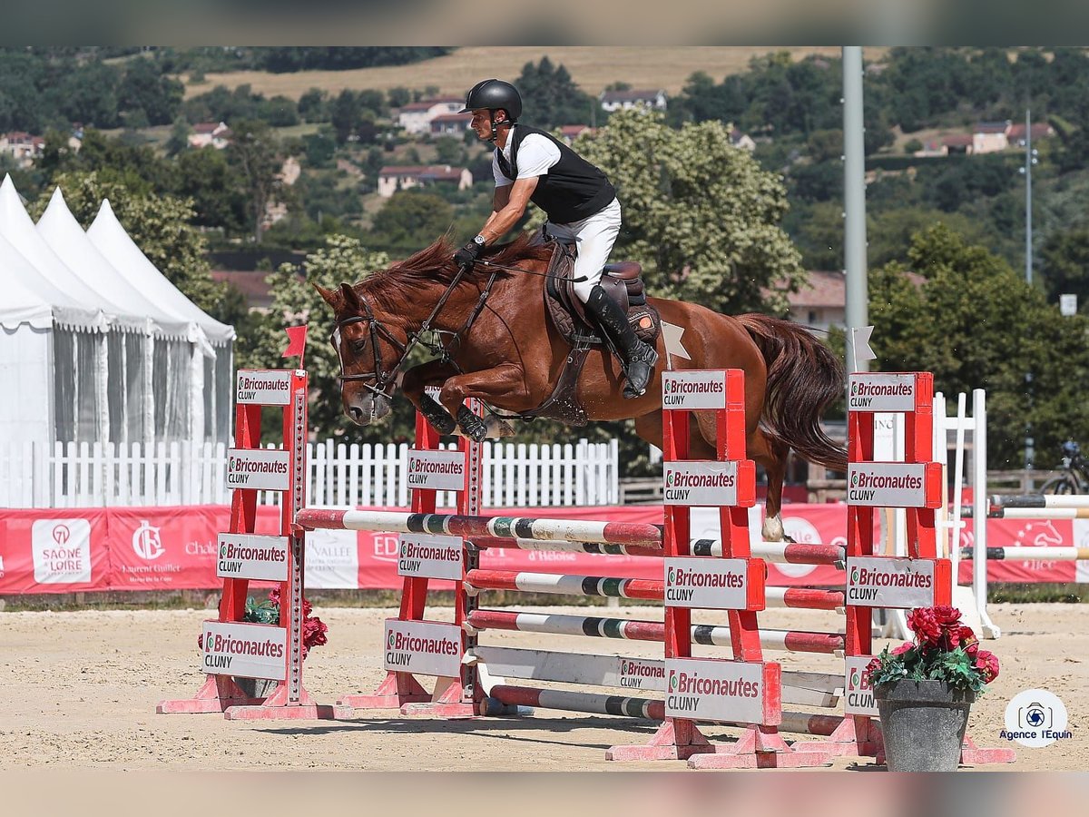 Selle Français Jument 4 Ans 168 cm Alezan in MAYNAL