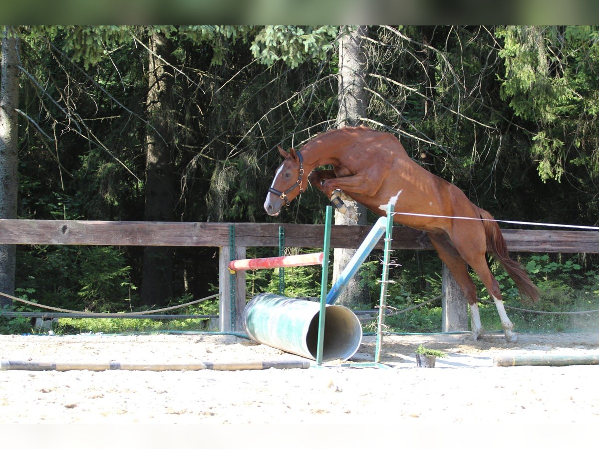 Selle Français Jument 4 Ans 173 cm Sabino in Gronków