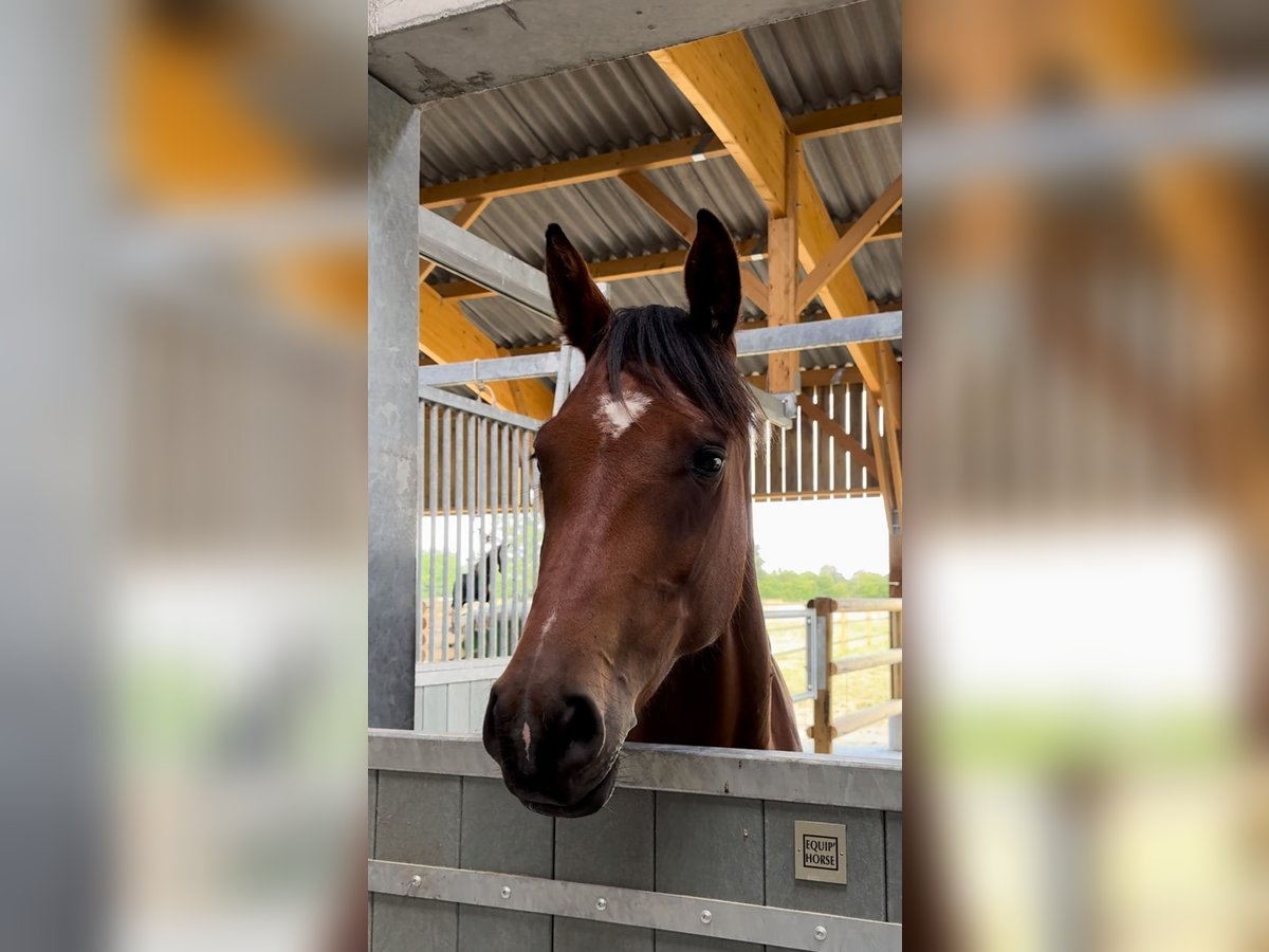 Selle Français Jument 5 Ans 158 cm Bai in Saint-&#xC9;loi-de-Fourques