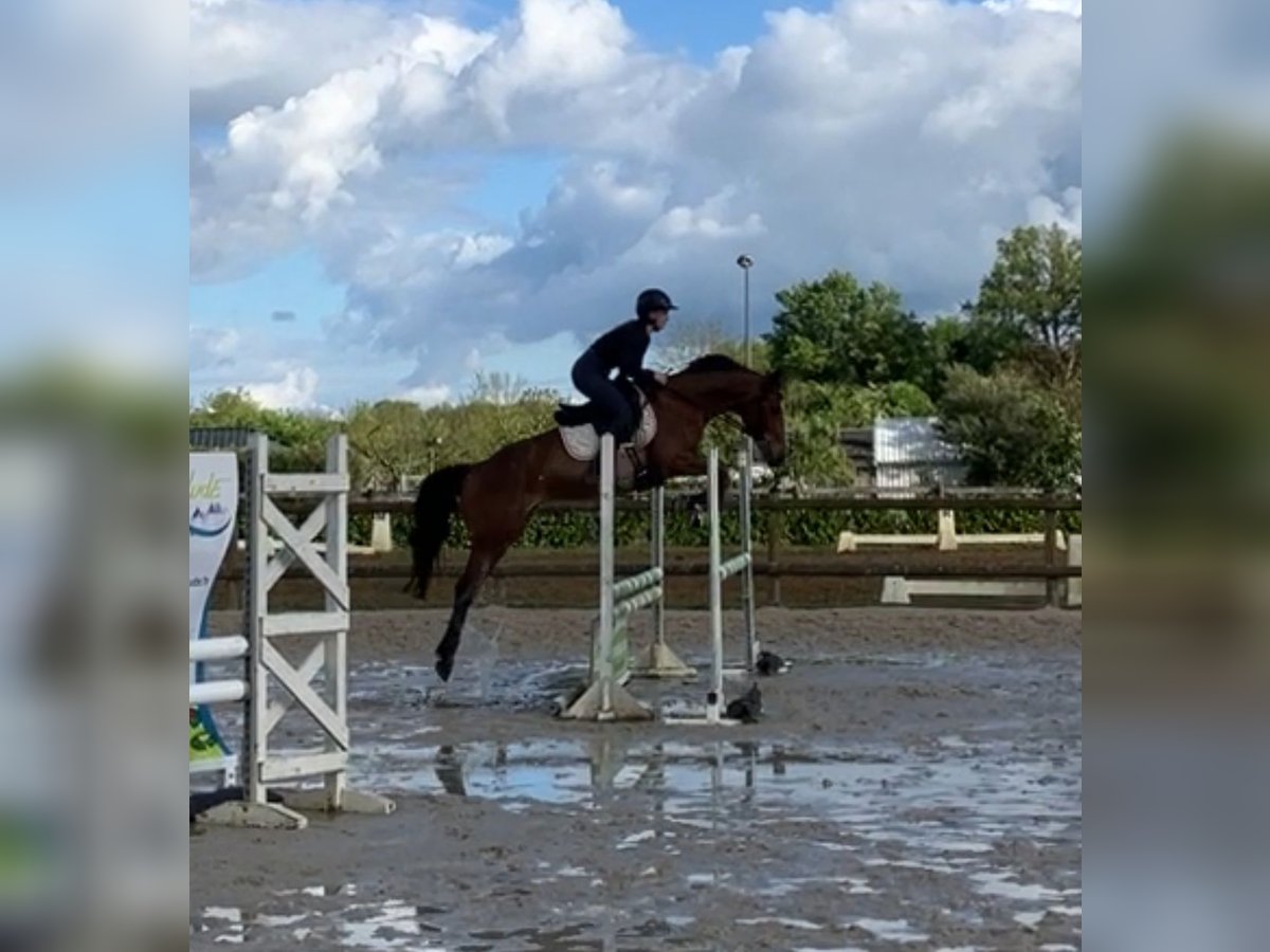 Selle Français Jument 5 Ans 159 cm Bai in Bazouges sur le loir