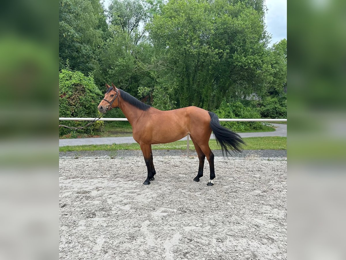 Selle Français Jument 5 Ans 164 cm Bai cerise in Hamiltonmesques
