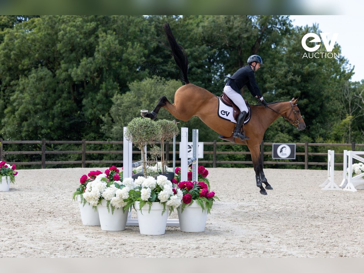 Selle Français Jument 5 Ans 167 cm Bai in Saint-Pierre-de-Coutances
