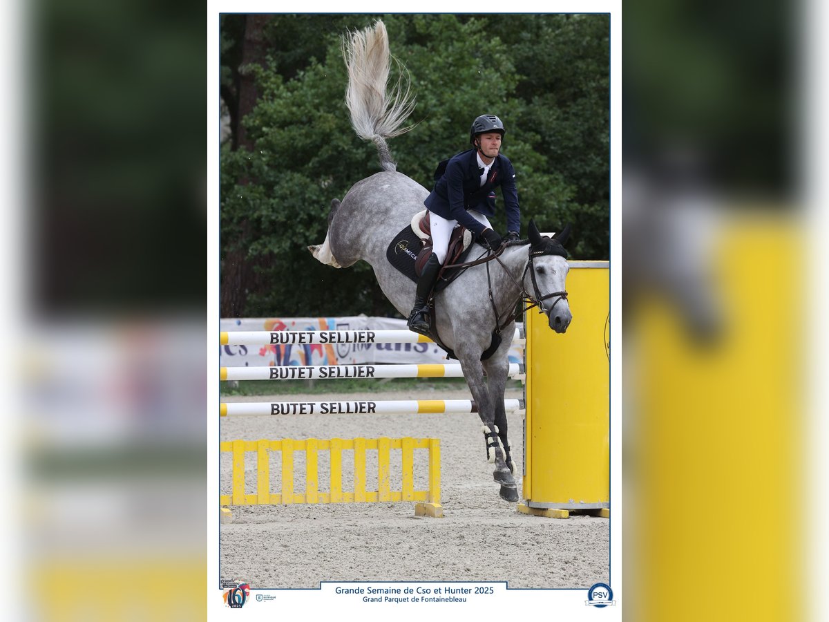 Selle Français Jument 6 Ans 163 cm Gris in Pleurtuit