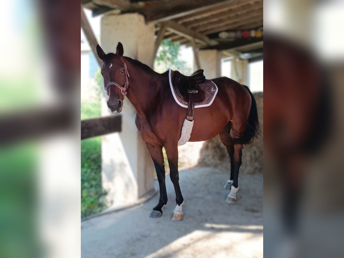 Selle Français Jument 7 Ans 160 cm Bai in LE FOUSSERET