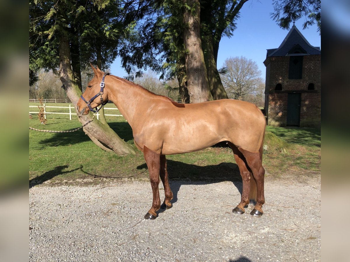 Selle Français Jument 7 Ans 161 cm Alezan cuivré in MANERBE