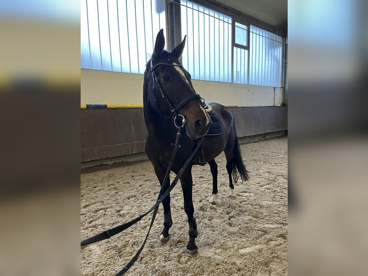 Selle Français Jument 7 Ans 164 cm Bai in Neuried