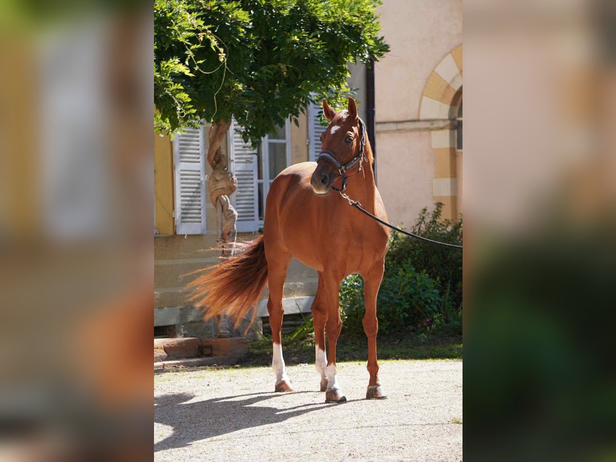 Selle Français Jument 7 Ans 166 cm Alezan in Cluny