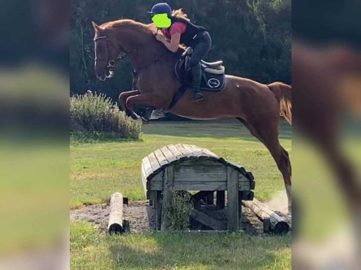 Selle Français Jument 8 Ans 170 cm Alezan brûlé in Dublin