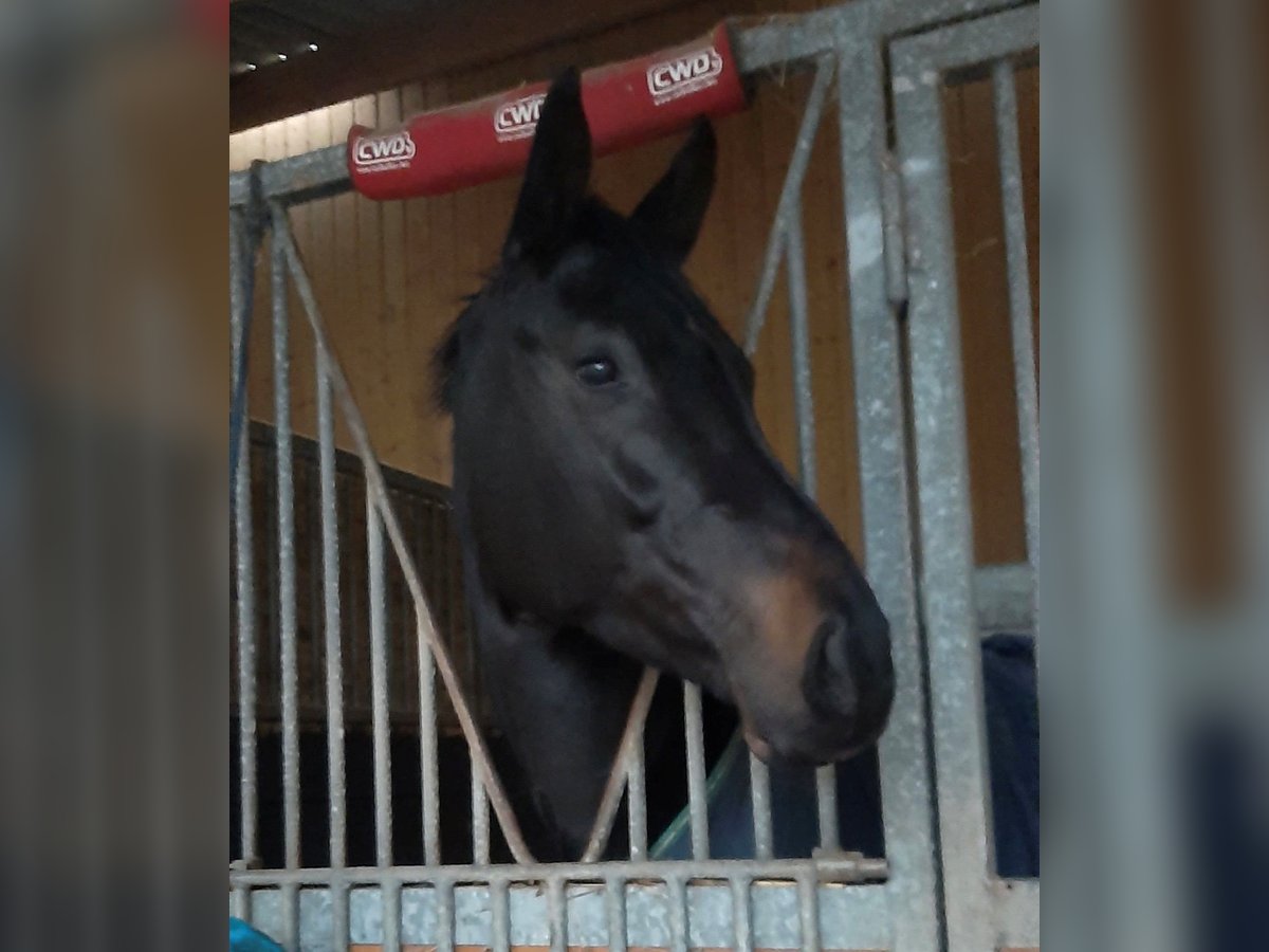 Selle Français Jument 8 Ans 170 cm Noir in Saint-L&#xF4;