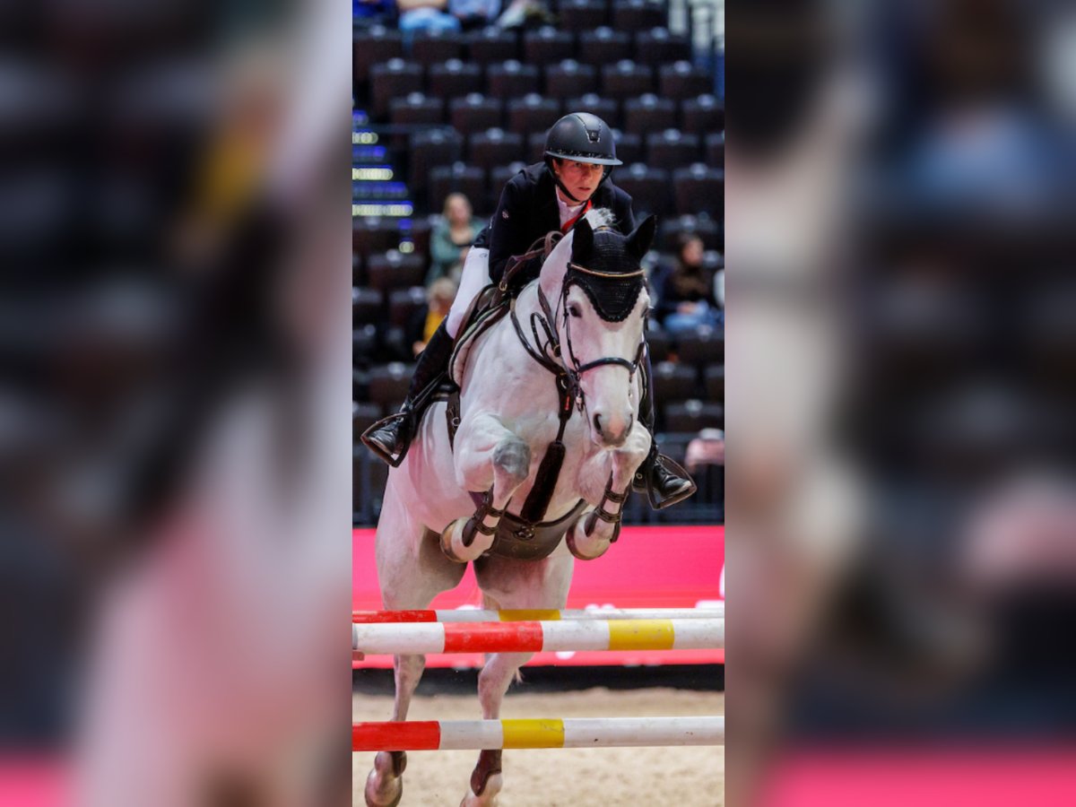 Selle français Klacz 12 lat 170 cm Siwa in Wietze