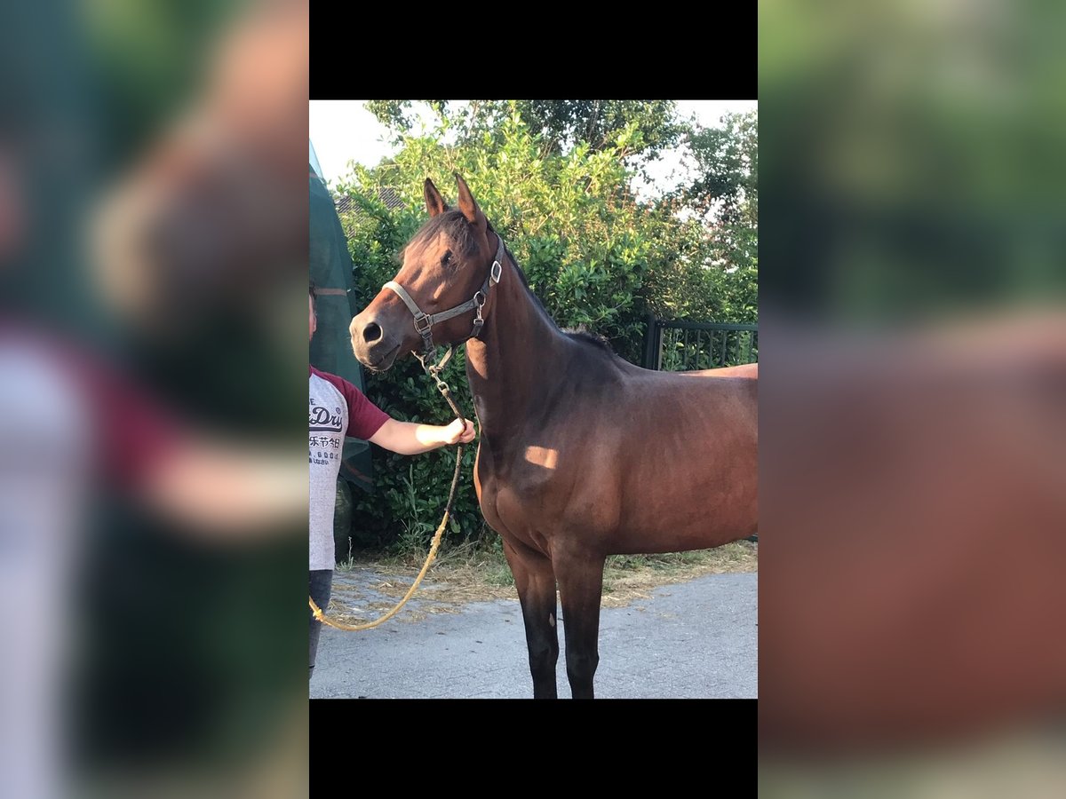 Selle français Mix Klacz 14 lat 165 cm Gniada in Nederhorst den Berg