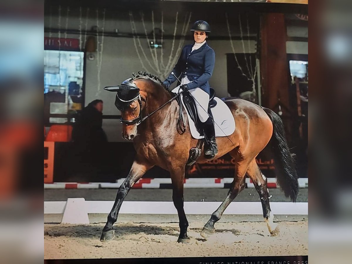 Selle français Klacz 4 lat 170 cm Gniada in Auray