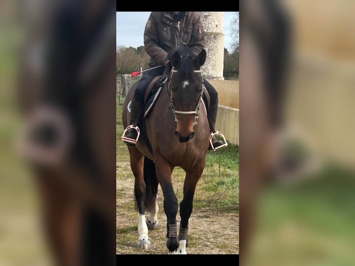 Selle français Klacz 4 lat 172 cm Gniada in Lédat