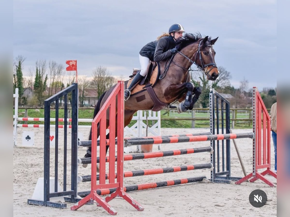 Selle français Klacz 5 lat 160 cm Gniada in Wallers