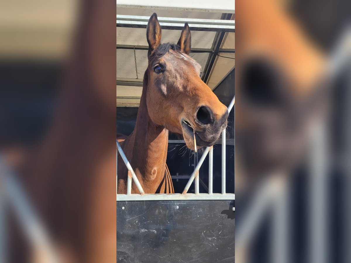 Selle français Klacz 6 lat 165 cm Gniada in Rezé