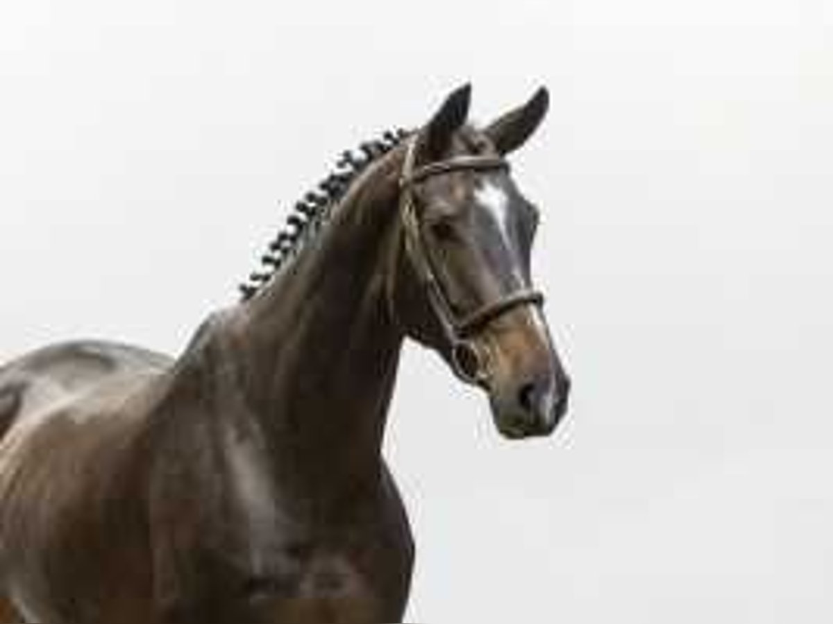 Selle français Klacz 6 lat 170 cm Gniada in Waddinxveen