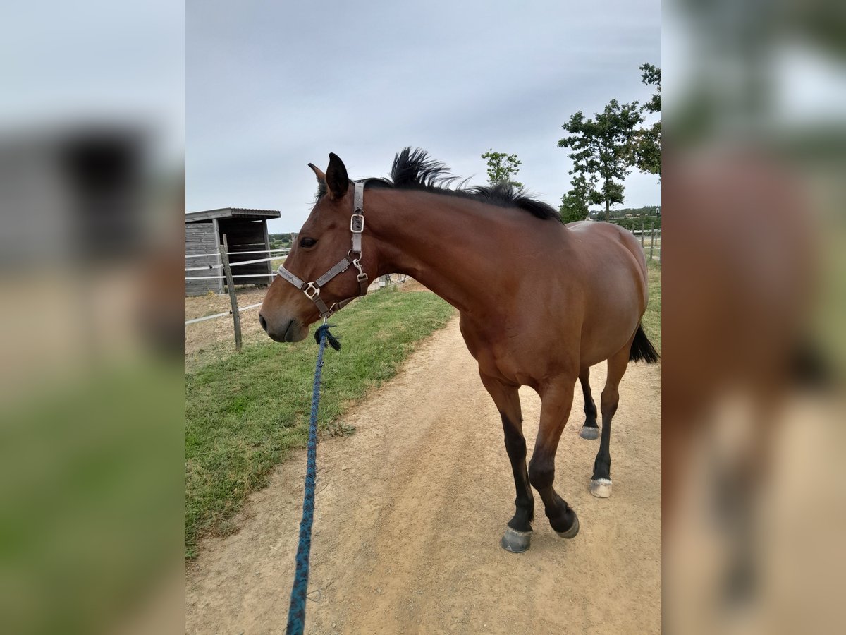 Selle français Klacz 7 lat 162 cm Gniada in Les landes genusson