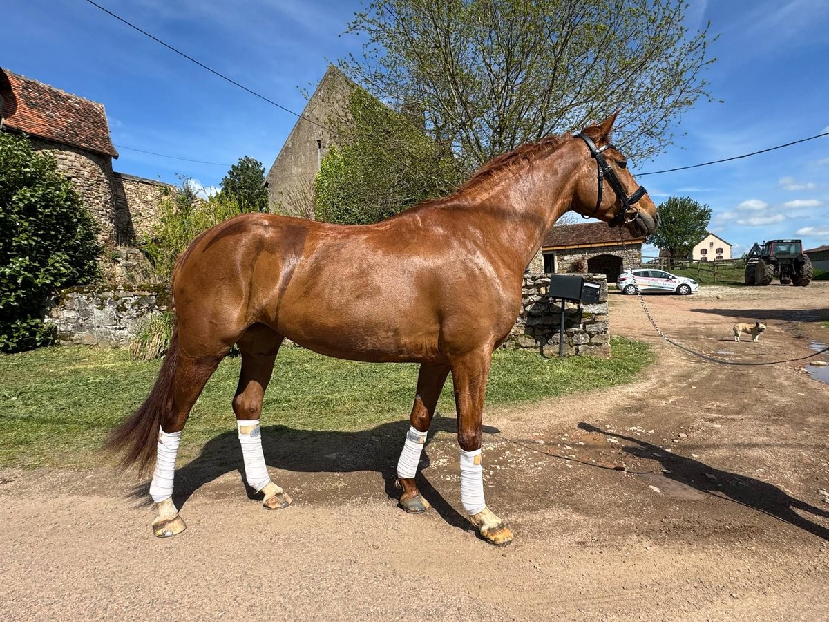 Selle français Klacz 7 lat 166 cm Kasztanowata in Cluny