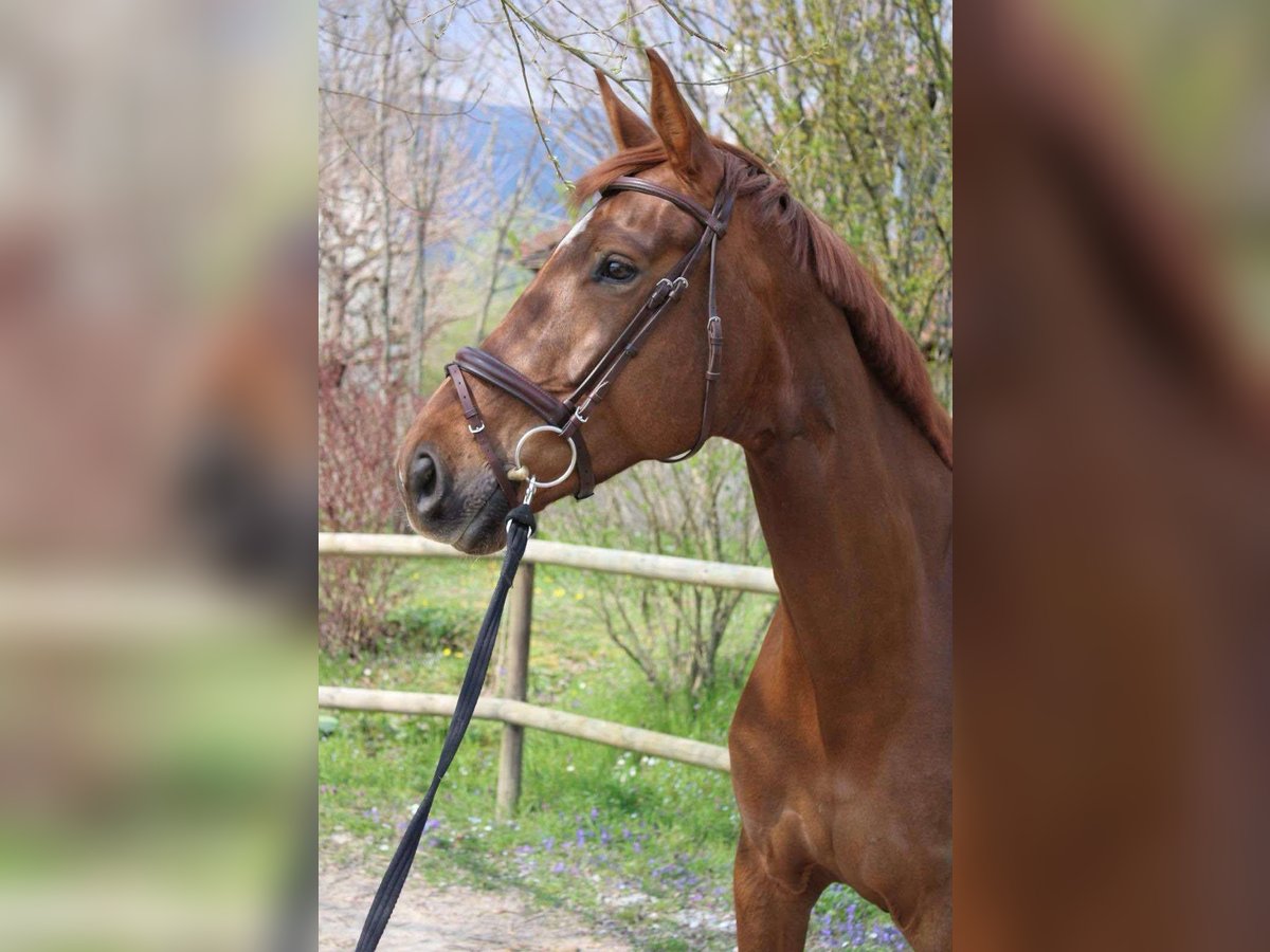 Selle français Klacz 8 lat 173 cm Ciemnokasztanowata in Gex