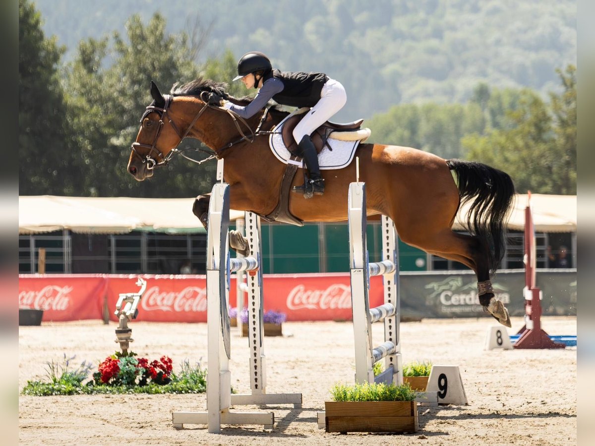 Selle français Klacz 9 lat 165 cm Gniada in Malla