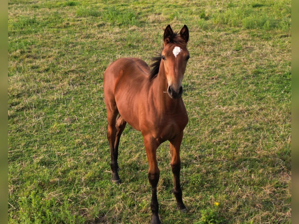 Selle français Klacz Źrebak (04/2024) Gniada in Languidic