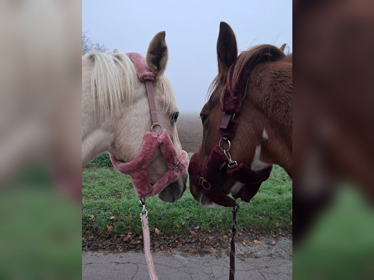 Selle Français Mare 10 years 15,3 hh Palomino in Zörbig