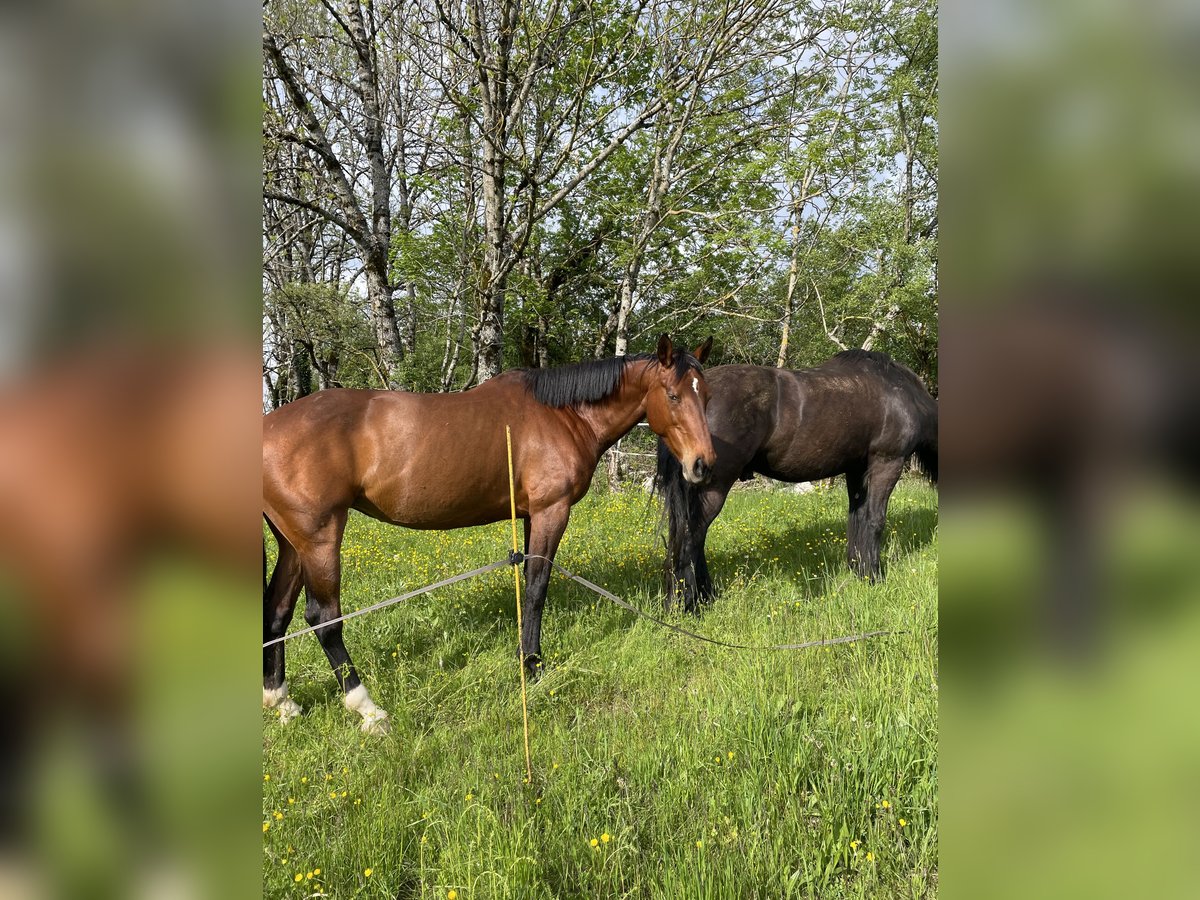 Selle Français Mare 10 years 16,3 hh Brown in villes