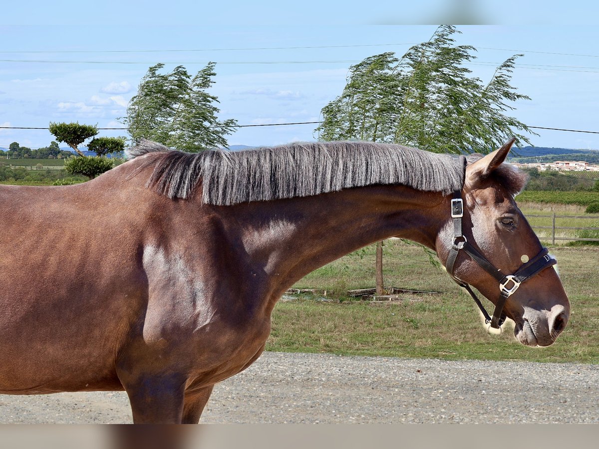 Selle Français Mare 10 years 16 hh Brown in GROTE-BROGEL
