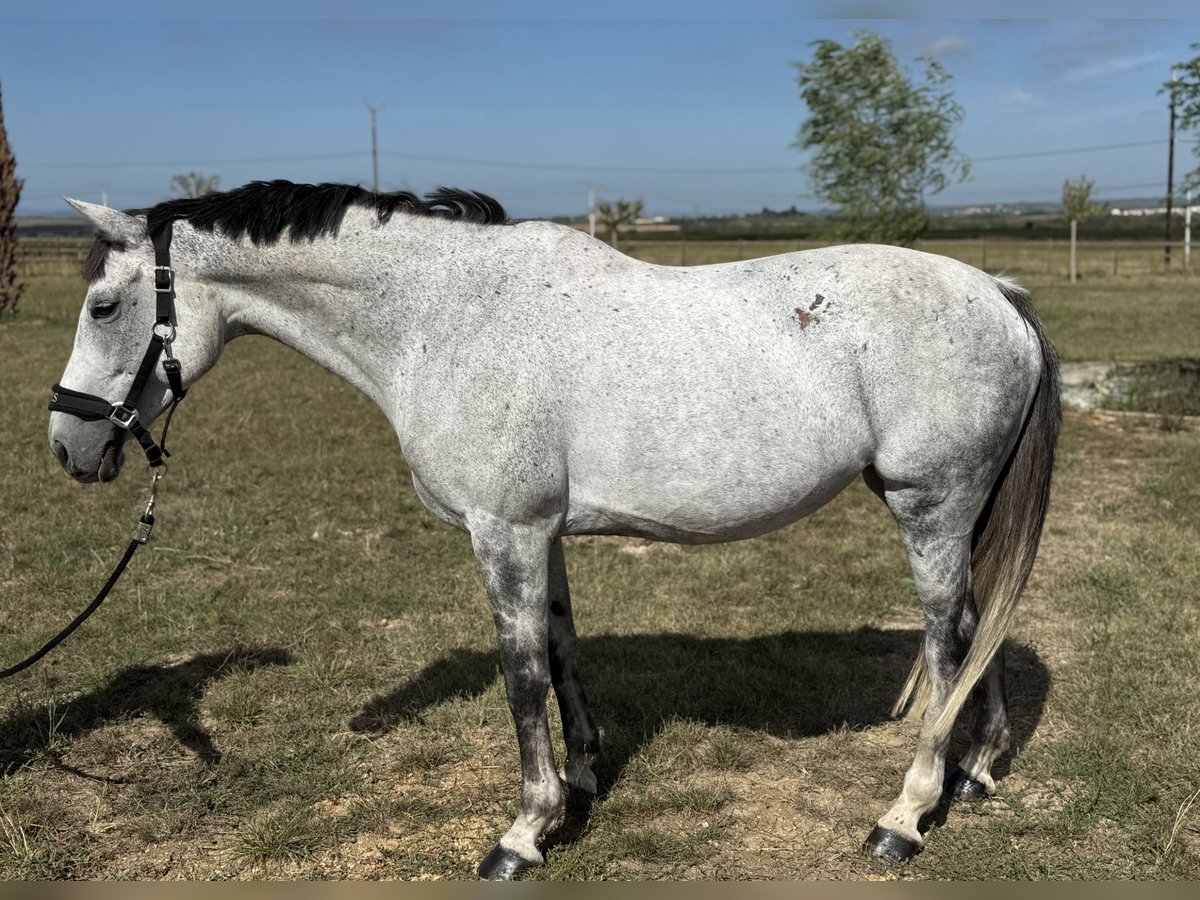 Selle Français Mare 10 years 16 hh Grey in GROTE-BROGEL