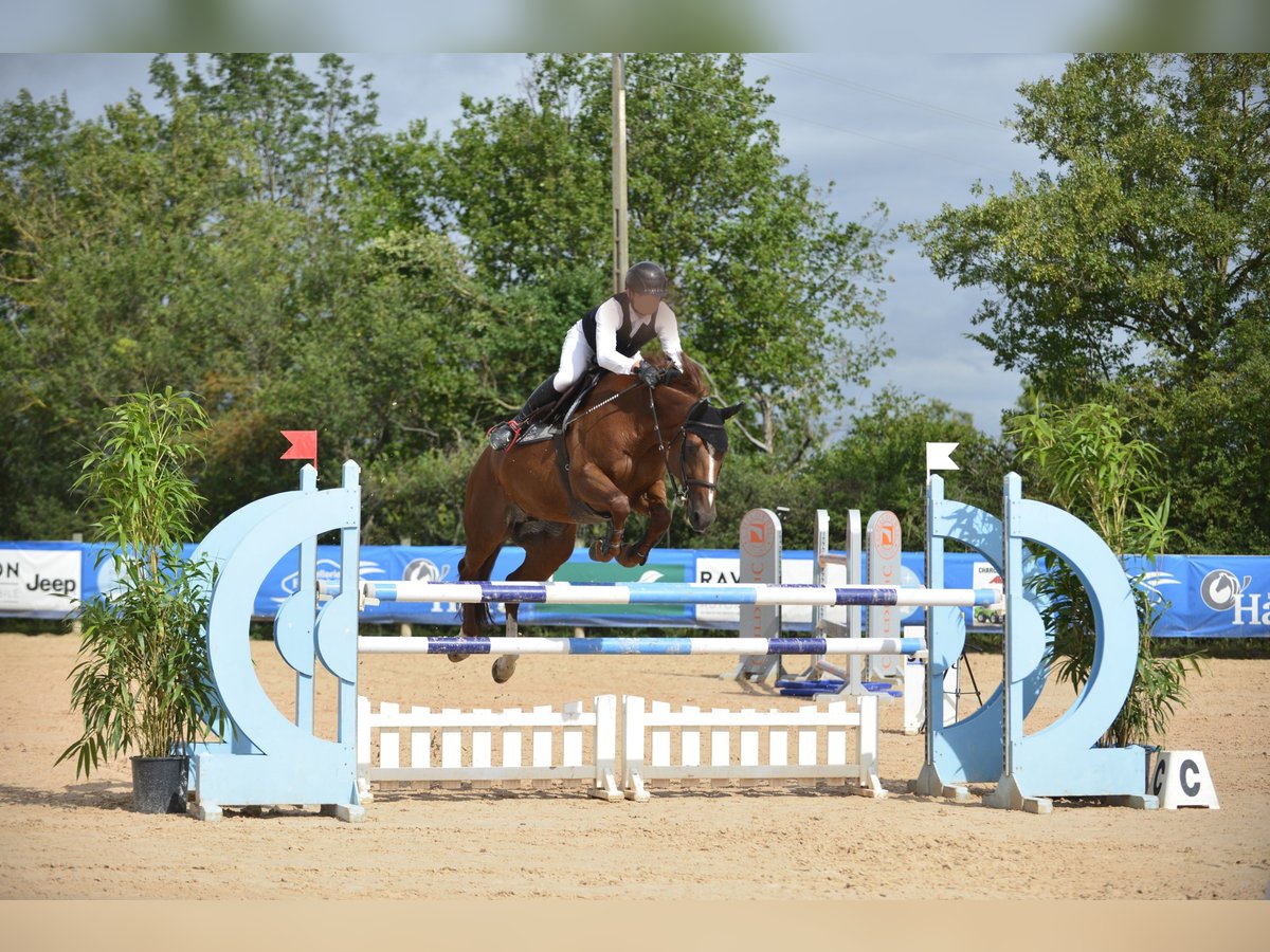 Selle Français Mare 11 years 16 hh Chestnut-Red in Gueret