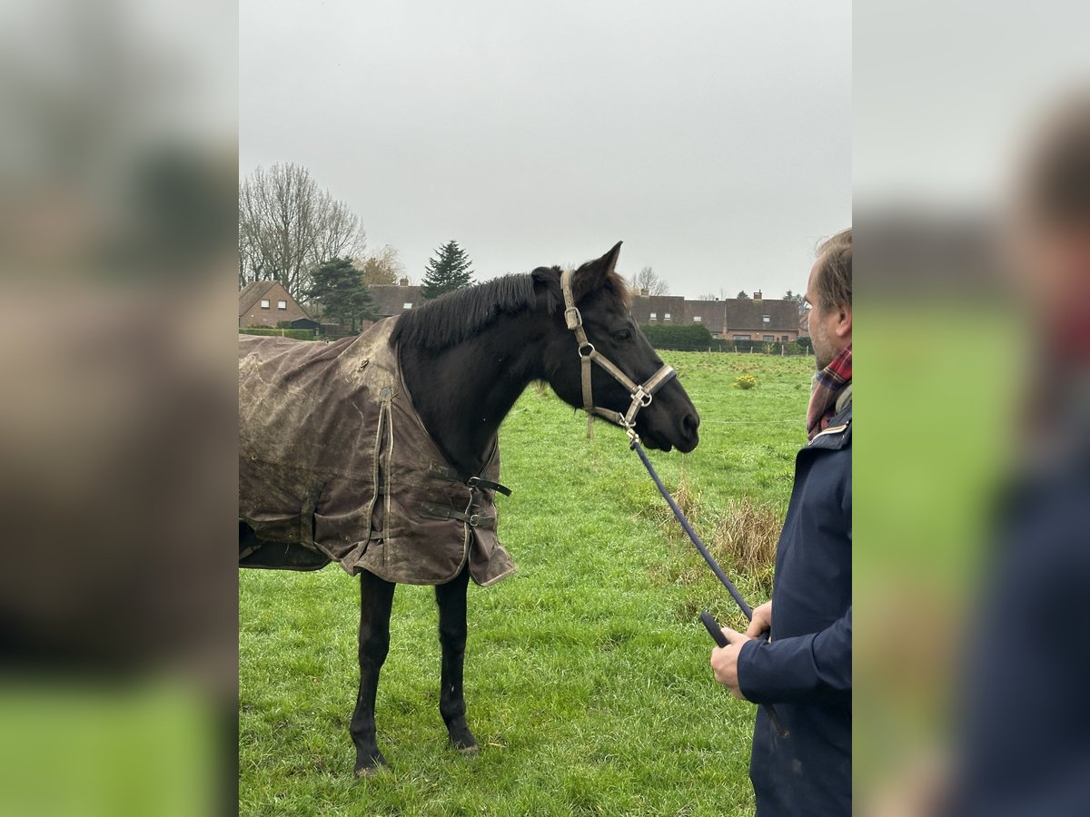 Selle Français Mare 12 years 16 hh Black in Linselles