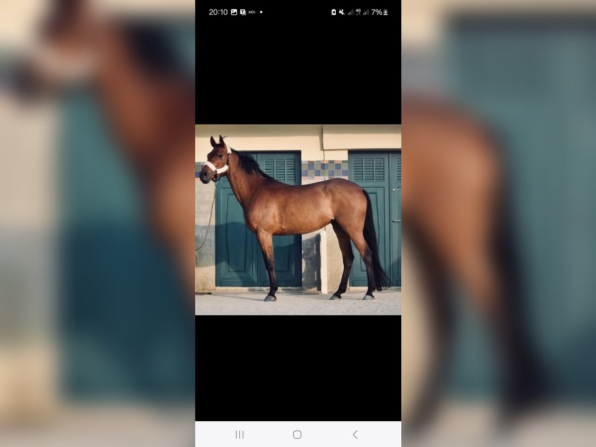 Selle Français Mare 12 years 16 hh Brown in Caen