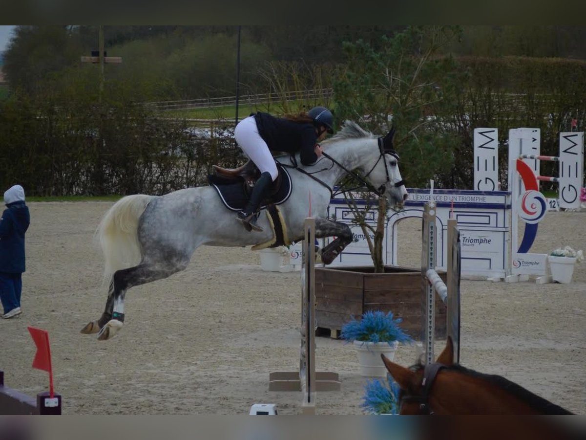 Selle Français Mare 12 years 16 hh Gray in Gournay en Bray