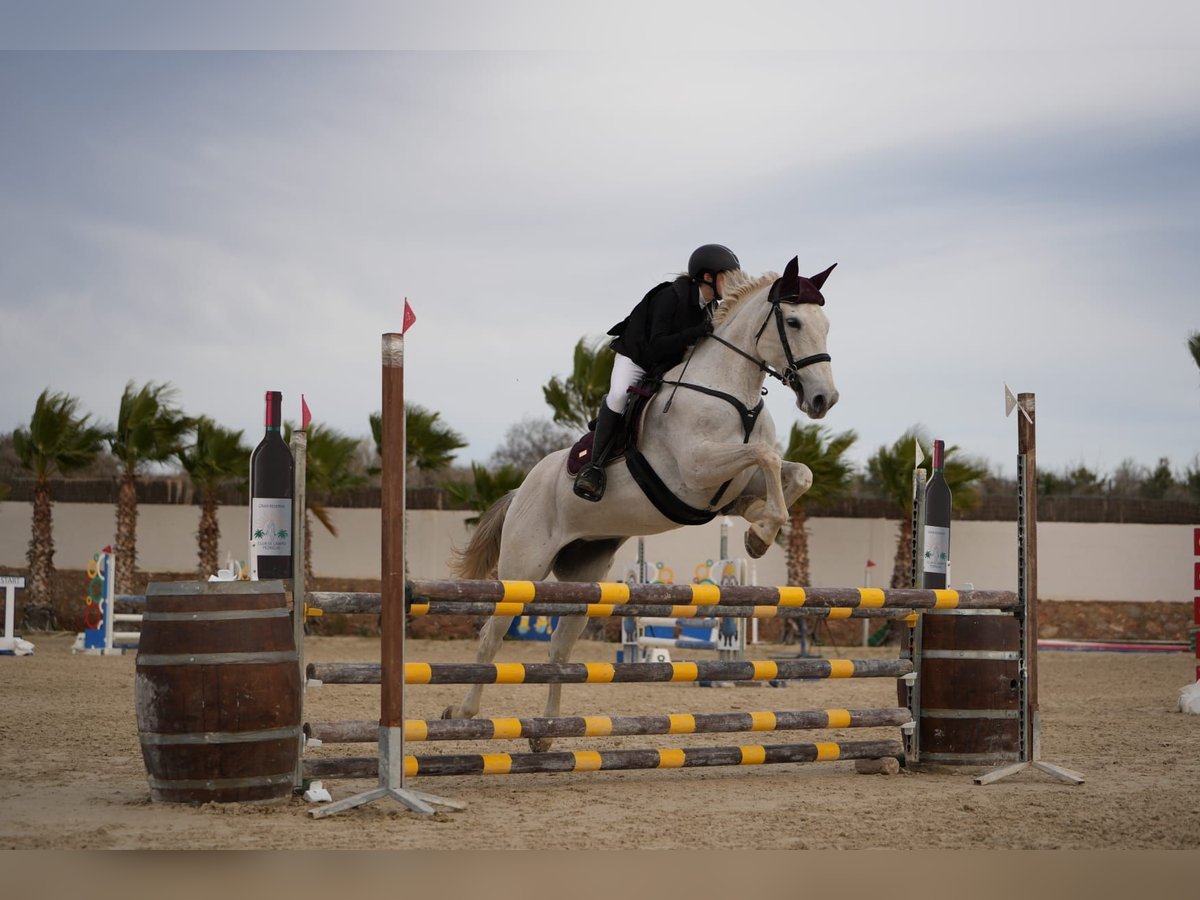 Selle Français Mare 13 years 16,1 hh Gray in Naquera