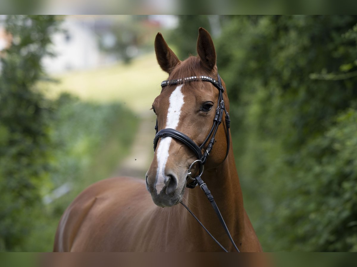 Selle Français Mare 13 years 16 hh Chestnut-Red in Lausen