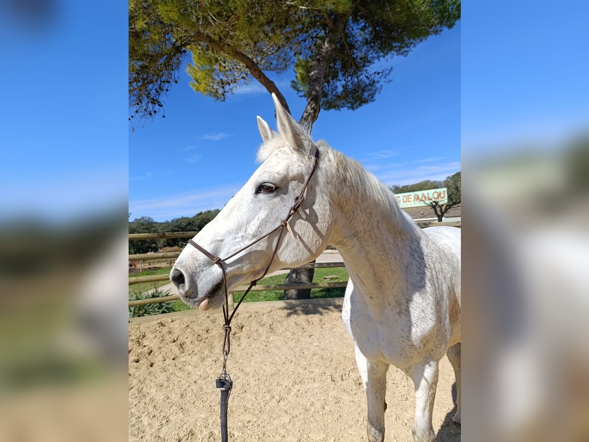 Selle Français Mare 13 years 16,2 hh Grey-Fleabitten in Montarnaud