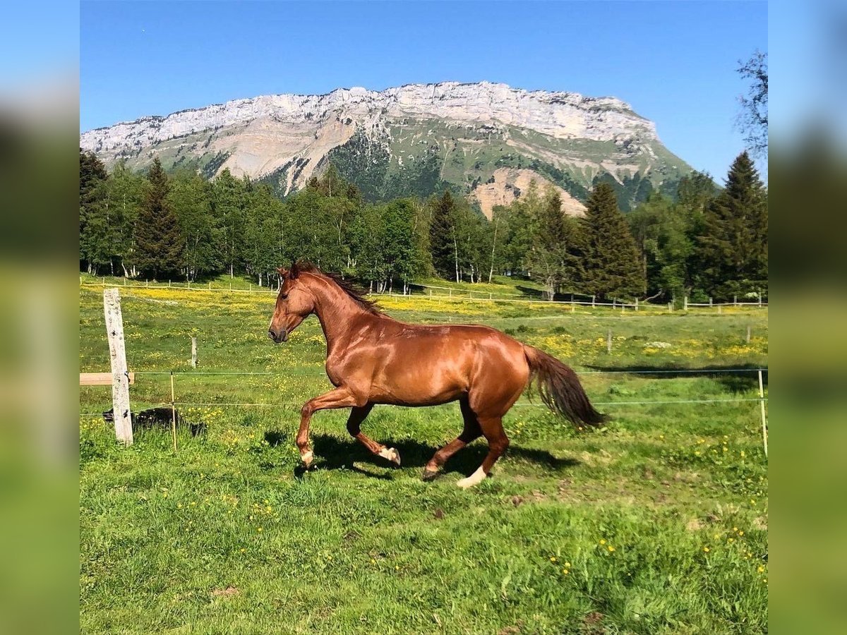 Selle Français Mare 13 years in Lauterbrunnen