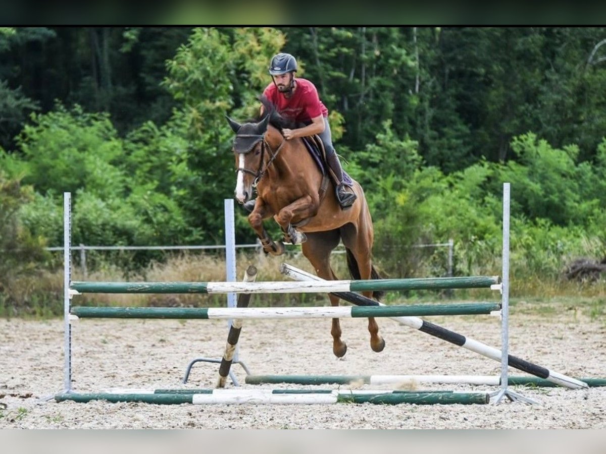 Selle Français Mare 14 years 16 hh Chestnut-Red in GROTE-BROGEL