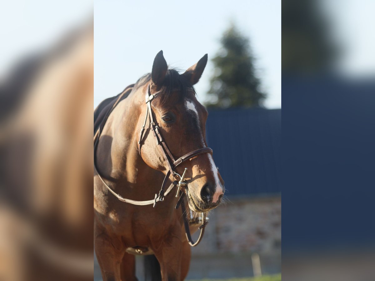 Selle Français Mare 15 years 15,2 hh Brown in Brix